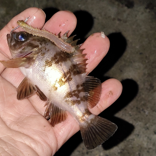 メバルの釣果