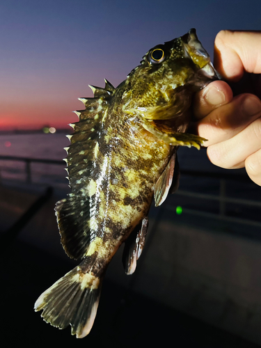 ガシラの釣果