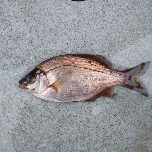 ウミタナゴの釣果