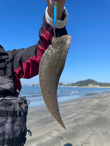 シタビラメの釣果