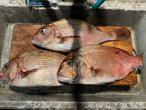 マダイの釣果