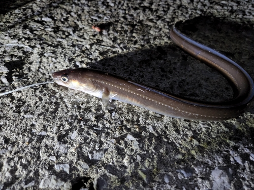 アナゴの釣果