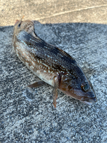 アイナメの釣果