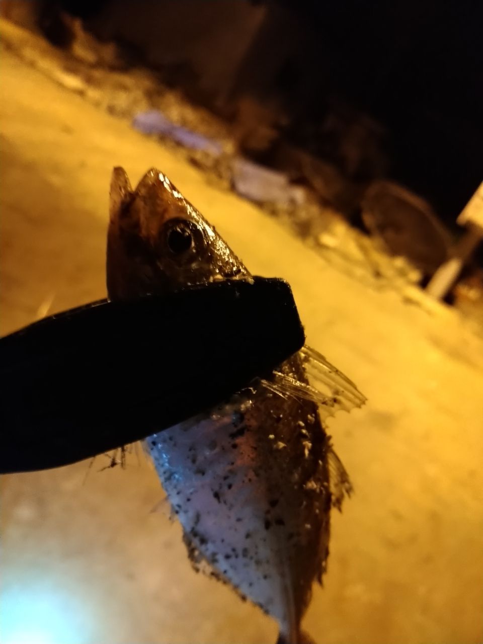 アジ
