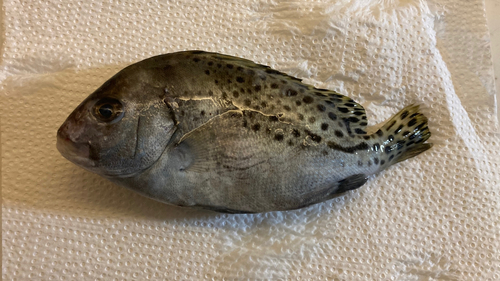 コショウダイの釣果