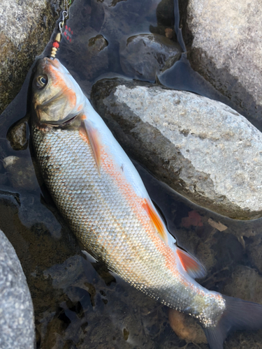 ウグイの釣果