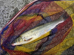 マルタウグイの釣果