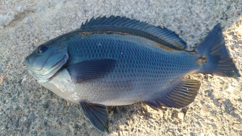 メジナの釣果