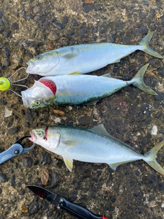 イナダの釣果