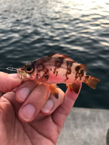 メバルの釣果