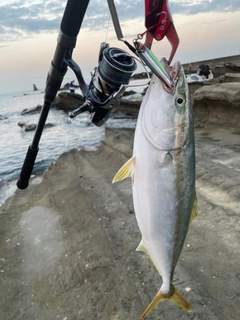 イナダの釣果