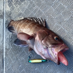 マハタの釣果