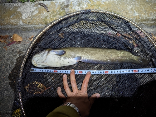 ニホンナマズの釣果