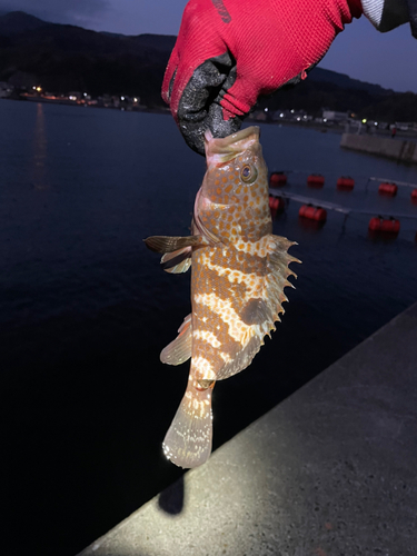 メバルの釣果