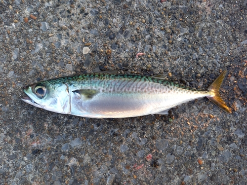 サバの釣果