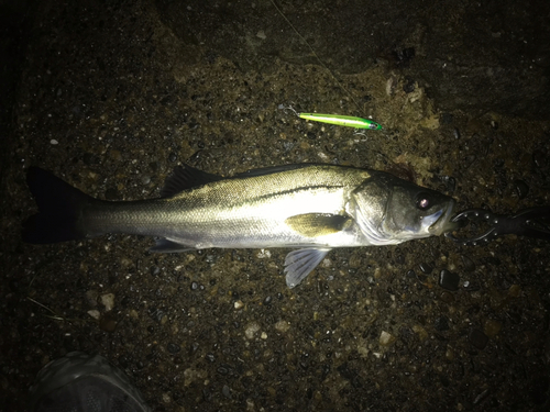 フッコ（マルスズキ）の釣果