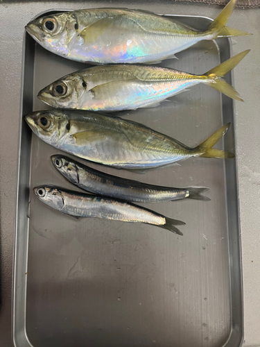 アジの釣果