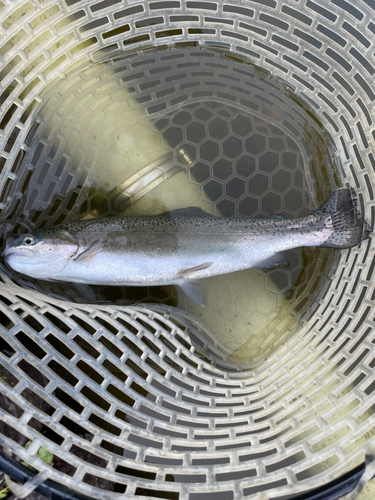 ニジマスの釣果