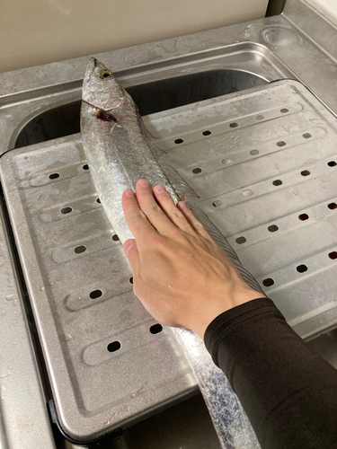 タチウオの釣果