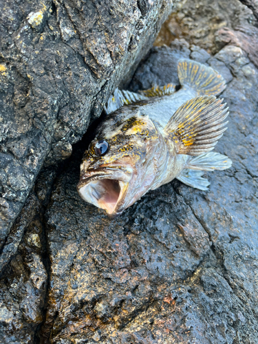 ベッコウゾイの釣果