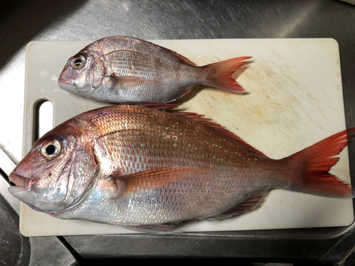 マダイの釣果