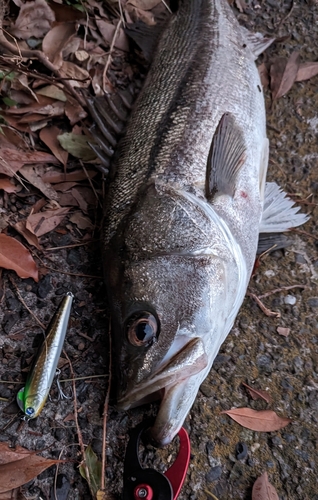 スズキの釣果