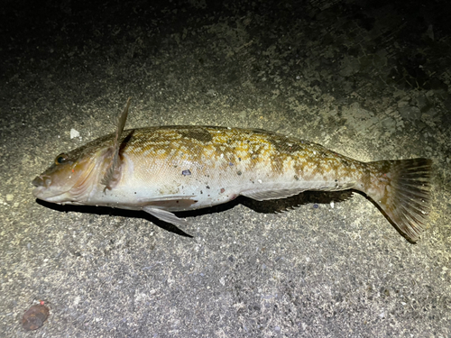 アイナメの釣果