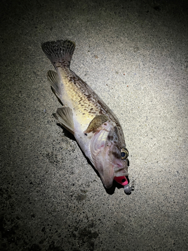 クロソイの釣果