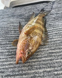 オオモンハタの釣果