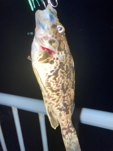 ソイの釣果