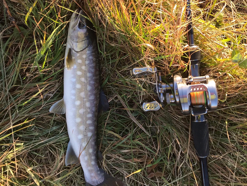 アメマスの釣果