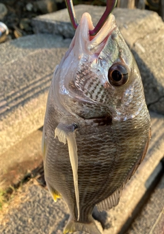 キビレの釣果