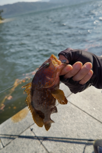 アコウの釣果