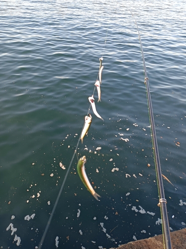 カタクチイワシの釣果