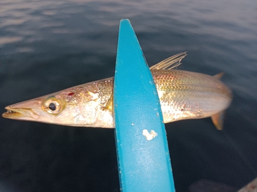 カマスの釣果