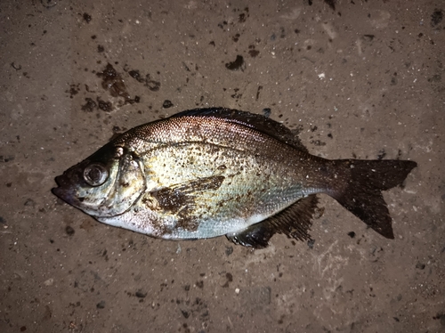 ウミタナゴの釣果