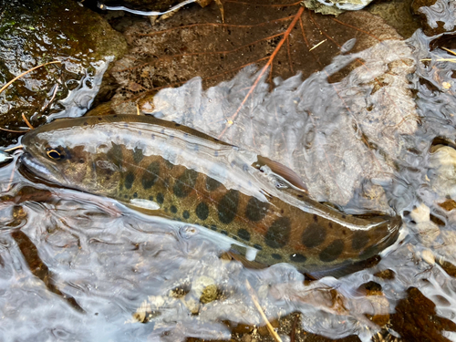 ヤマメの釣果