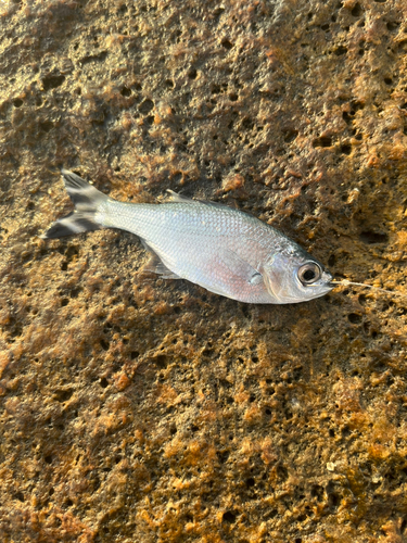 グレの釣果