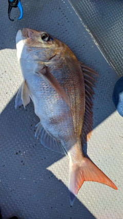 マダイの釣果