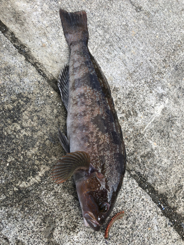 アイナメの釣果