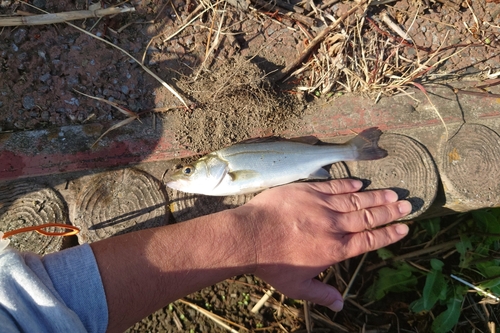 マハゼの釣果