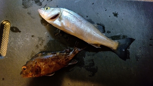 フッコ（マルスズキ）の釣果