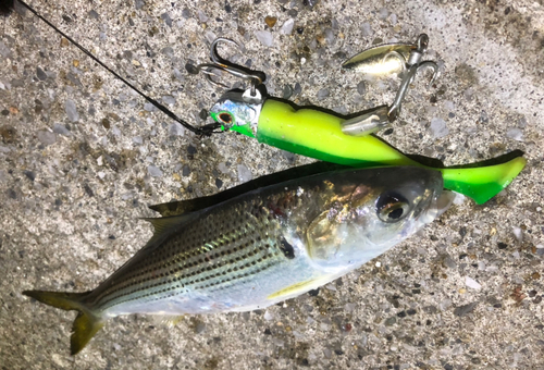 コノシロの釣果