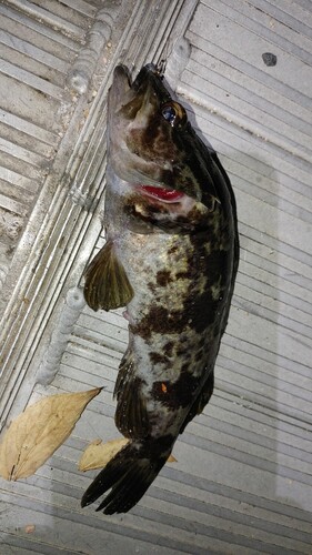 タケノコメバルの釣果