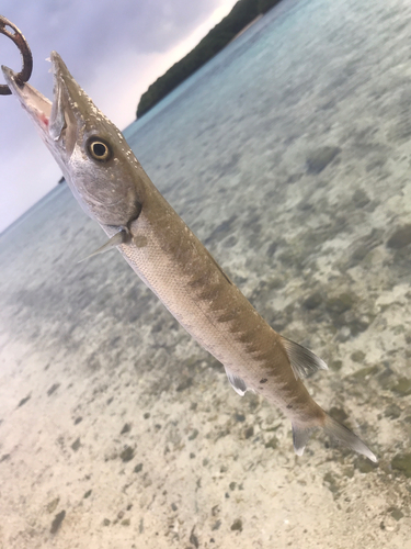 オニカマスの釣果