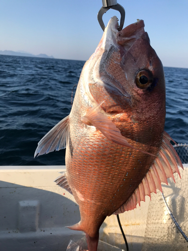 マダイの釣果