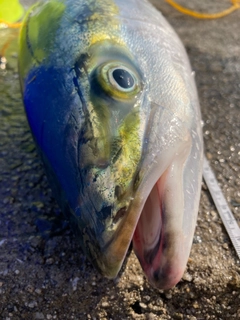 メジロの釣果