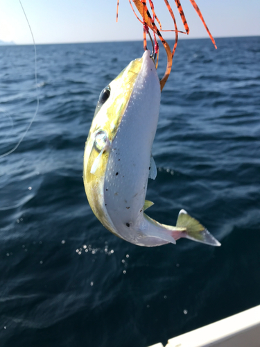 シロサバフグの釣果