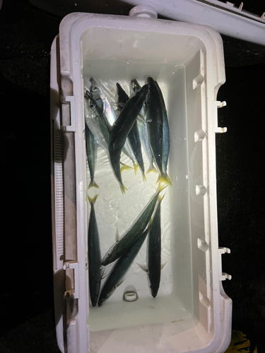 ムロアジの釣果