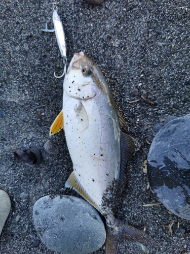 ショゴの釣果